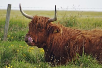 Long-haired cattle on a green pasture looks calm and peaceful, humour, sticking out tongue,