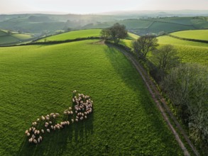 Flock of Sheep on Farms from a drone, Torquay, Devon, England, United Kingdom