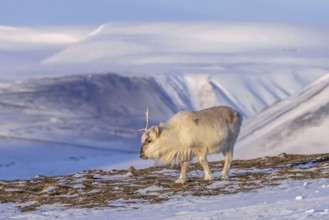 Svalbard reindeer (Rangifer tarandus platyrhynchus) adult in winter coat casting antlers on snow