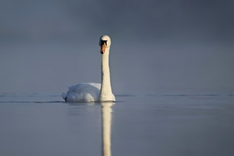 Mute swan (Cygnus olor), swimming in the morning light on the Flachsee, nature reserve, Reusstal,
