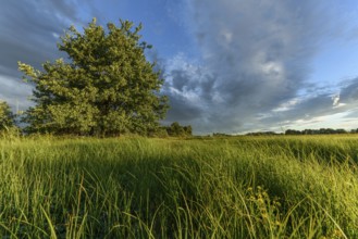 Flowering fields stretch across the landscape and are dominated by a single tree. The sky shows a