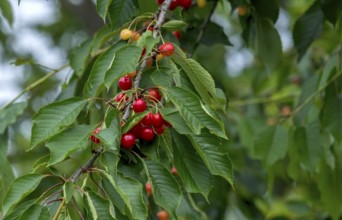 Wild bird cherry (Prunus avium subsp. avium), Germany
