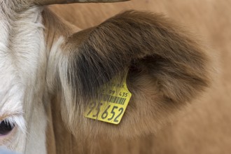 Ear of a cow with ear tag, Bavaria, Germany