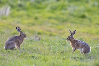 European hare (Lepus europaeus) Mating season Germany