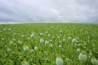Fruit stands of opium poppy (Papaver somniferum), with grey sky, summer, Germerode, Geo nature park