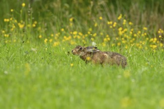 European hare (Lepus europaeus), Vulkaneifel, Rhineland-Palatinate, Germany
