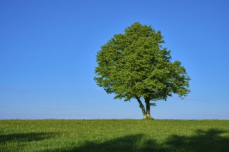 A beech tree on a wide meadow under a blue sky, spring, Schauinsland, Freiburg im Breisgau, Black