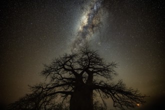 Silhouette of a baobab tree with starry sky and Milky Way, African baobab (Adansonia digitata),