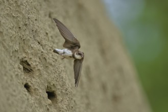 Sand martin (Riparia riparia), taking off from its breeding tube, Reussegg nature reserve, Canton
