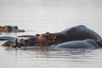 Hippos (Hippopatamus amphibius), group in the water in the morning light, with reflection, adult,