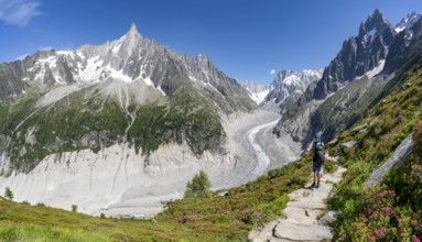 Picturesque mountain landscape with blooming alpine roses, imposing mountain peaks and glaciers,