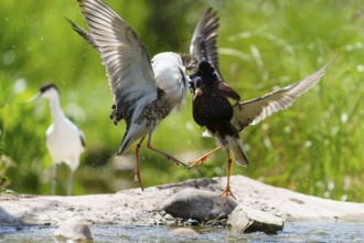 Dynamic image of fighting ruffs, wings unfolded over water in natural environment, ruff (Calidris