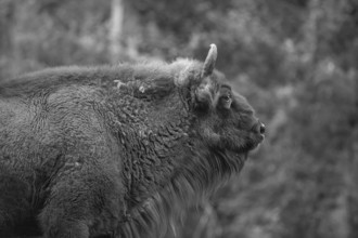 Bison (Bison), game park, Bavaria, Germany