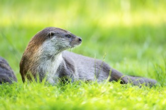 Eurasian otter (Lutra lutra) on a meadow, Hesse, Germany