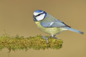 Blue tit (Parus caeruleus), sitting on moss-covered dead wood, Wilnsdorf, North Rhine-Westphalia,