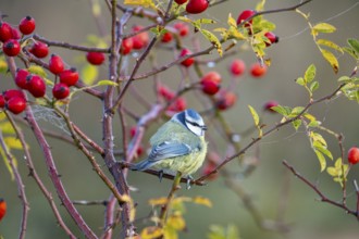 Blue tit (Parus caeruleus) Germany