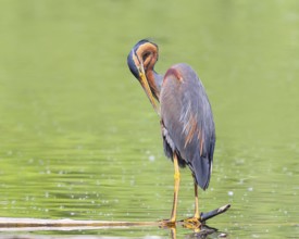 Purple heron (Ardea purpurea), standing on a branch in the water, preening its plumage, wildlife,