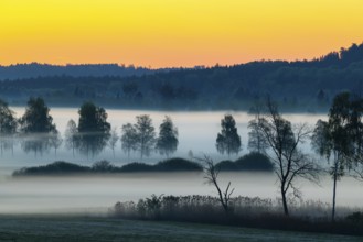 Early morning fog over the moor, birch (Betula), birch family (Betulaceae), dawn, fog, Pfrungen,