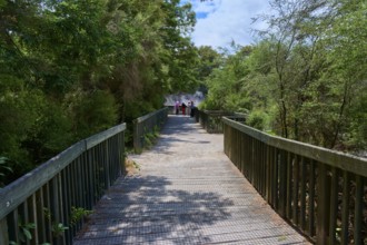 A wooden walkway leads through a green forest, several people are visible in the distance,