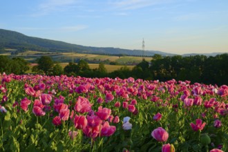 Pink poppies in front of rolling hills under a clear sky, Germerode, Geo nature park Park