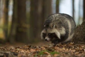 Out and about in the forest... Raccoon dog (Nyctereutes procyonoides), very adaptable carnivore,