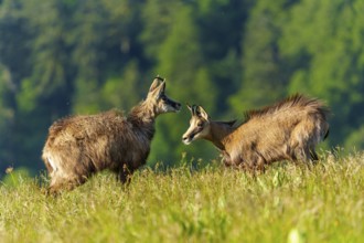 Two chamois interacting in a green summer meadow in front of a forest, marsh harrier (Circus