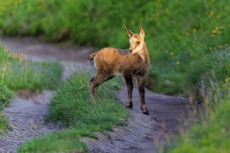 A young fawn stands on a grassy path in the midst of green nature, chamois, chamois, (Rupicapra