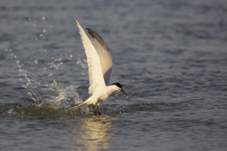 Sandwich Tern (Thalasseus sandvicensis) catching Sandele fish prey, Texas, USA