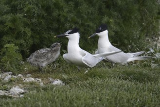 Sandwich Tern (Thalasseus sandvicensis) juvenile, Texel, Netherlands