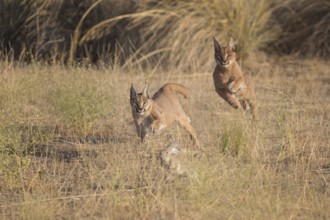 Caracal (Caracal caracal) two adult hunting Iberian Hare (Lepus granatensis), Castile-La Mancha,