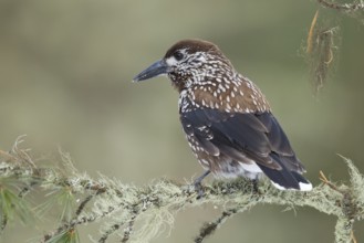 Spotted Nutcracker (Nucifraga caryocatactes), St. Gallen, Switzerland