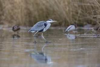 Grey heron (Ardea cinerea) Germany