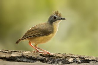 Short-tailed Babbler (Malacocincla malaccensis), Pahang, Malaysia