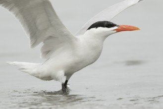 Caspian Tern (Hydroprogne caspia), Gambia