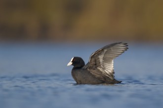 Eurasian Coot (Fulica atra), North Rhine-Westphalia, Germany