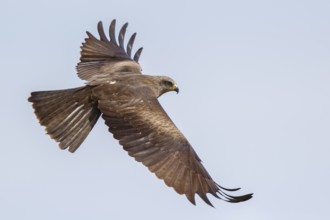 Black Kite (Milvus migrans) flying, Spain