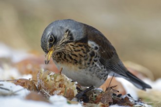 Fieldfare (Turdus pilaris), Saxony, Germany