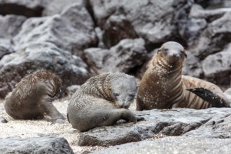 Sea lions (Zalophus wollebaeki), San Cristobal, Galapagos, Ecuador
