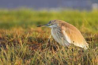 Squacco Heron (Ardeola ralloides), Oman