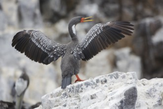 Red-legged Cormorant (Phalacrocorax gaimardi) drying its wings, Lima, Peru