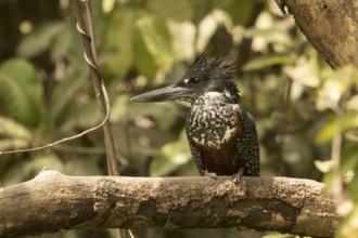 Giant Kingfisher (Megaceryle maxima) female, Gambia