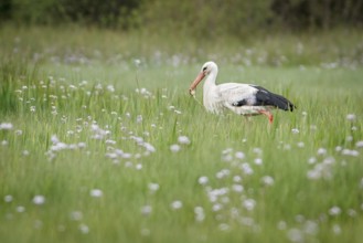 White Stork (Ciconia ciconia), eating a frog, Galicia, Spain