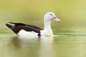 Raja Shelduck (Tadorna radjah), Northern Territory, Australia
