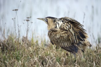 Eurasian Bittern (Botaurus stellaris), Burgenland, Austria