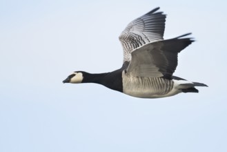 Barnacle Goose (Branta leucopsis) flying, Bavaria, Germany