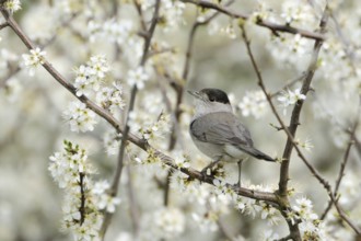 Eurasian Blackcap (Sylvia atricapilla) male, North Rhine-Westphalia, Germany