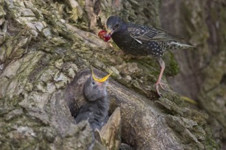 Common Starling (Sturnus vulgaris) feeding chick in nest with a cherry, Hungary