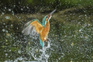 Common Kingfisher (Alcedo atthis) male fishing, Lower Saxony, Germany