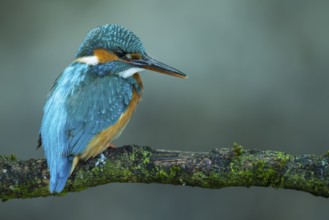 Common Kingfisher (Alcedo atthis) female perched on a branch, Lower Saxony, Germany