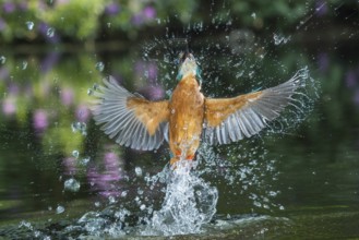 Common Kingfisher (Alcedo atthis) male fishing, Lower Saxony, Germany